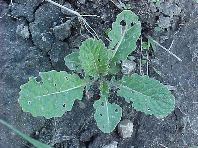 Wild mustard rosette